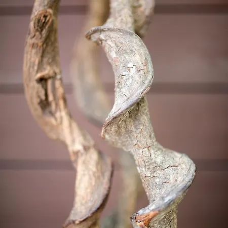 فندق Europa Lignano